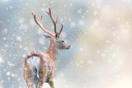 圣诞背景的雪中鹿冬季仙图片