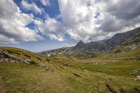 自由马在山间行走的风景图片