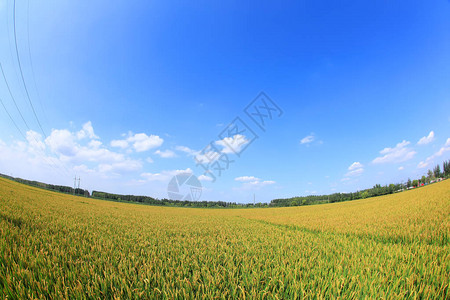 稻田水稻种植图片