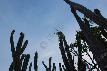 约惠七夕哥伦比亚威拉Tatacoa沙漠带新月的背景