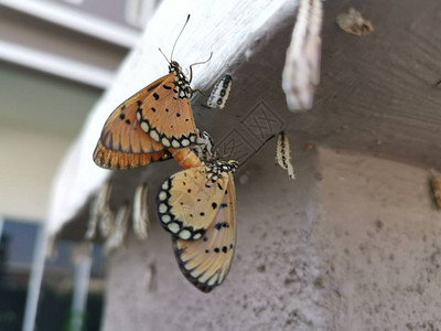 挂在混凝土墙上的小蝴蝶图片