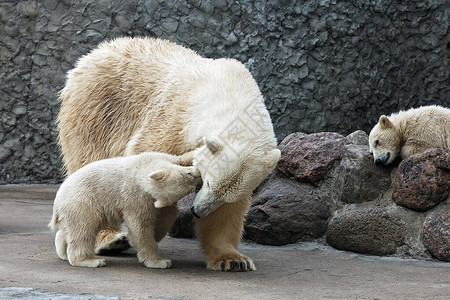 白北极熊一家图片