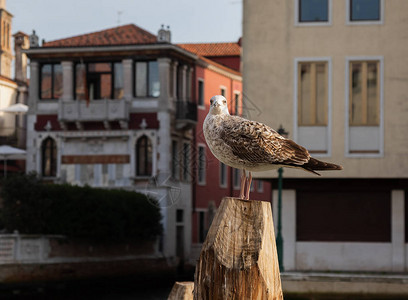 木柱上的海鸥看着房屋背景上的相机图片
