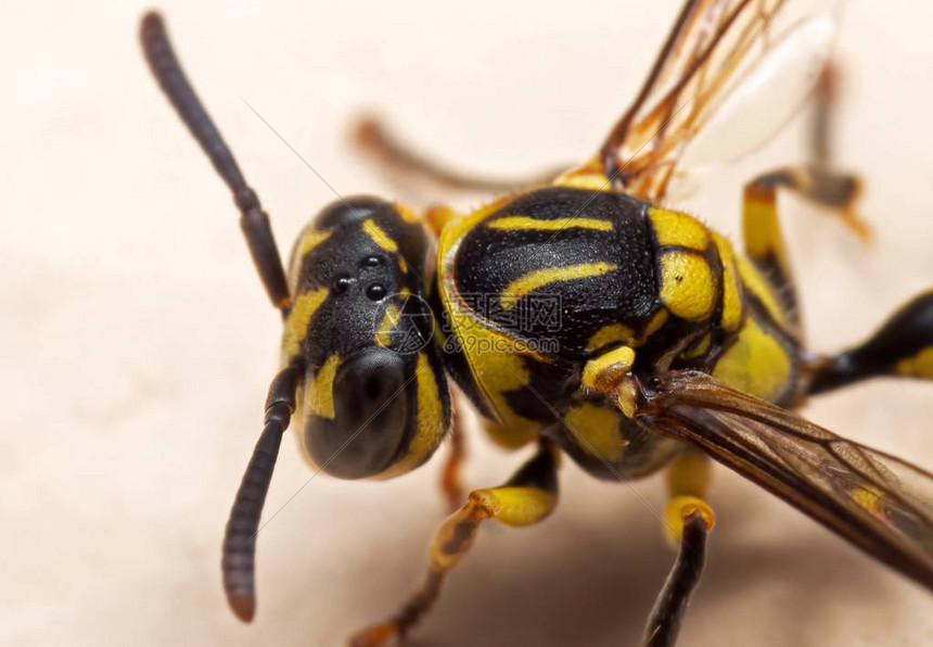 黄蜂对决老鹰全场激战直播在线观看实时比分更新精彩瞬间不容错过