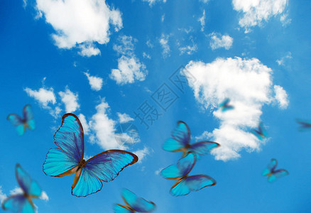 明亮的蝴蝶在蓝天白云中飞舞飞行的蓝色蝴图片