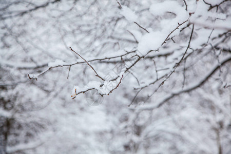 冬季森林冬天背景雪中图片