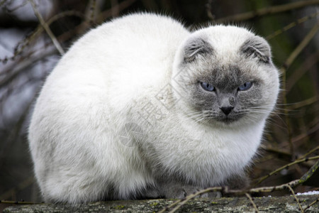 猫坐在屋顶上猫在屋图片