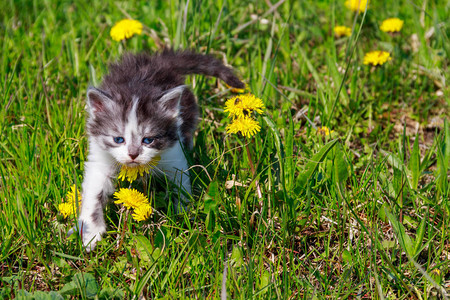 小猫在黄花朵中青图片