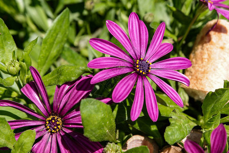 美丽的紫色花朵Osteospermum图片