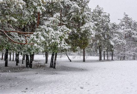 森林冬季雪花白衣树木有滑雪场积雪下图片