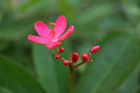 封闭了一朵充满鲜花的麻黄花和彩虹绿色树叶背图片