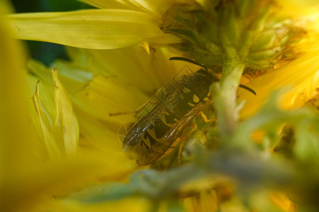 黄菊花上黄蜂蜜的宏非常图片