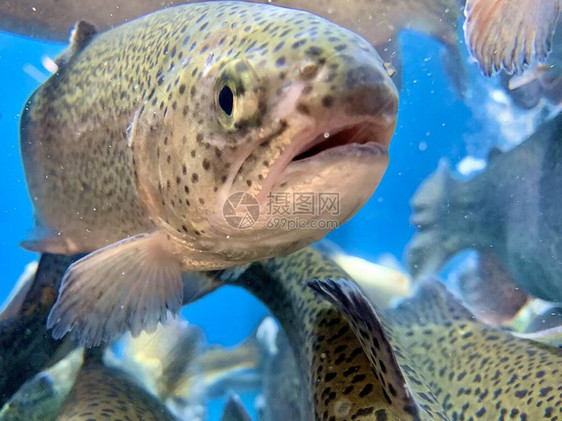 很多鱼在水里游来去三文鱼在蓝色的水中大型水族馆图片