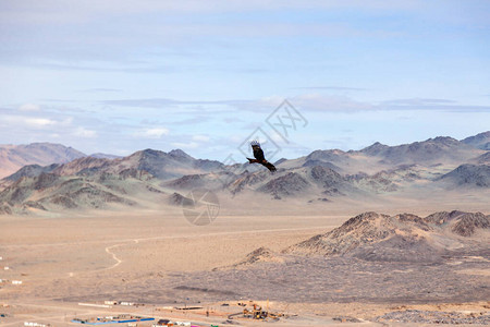 美国褐秃鹰飞越蒙戈利亚山上空概念自由壁纸复制空间文字图片