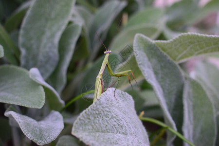 花叶上的绿色螳螂特写图片