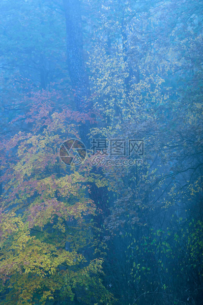 秋天有黄色和橙色树叶的雾林图片