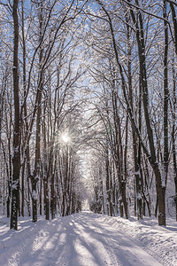 冬天下雪的路胡同公园里下雪的天气雪地里的树枝阳光普照光线图片