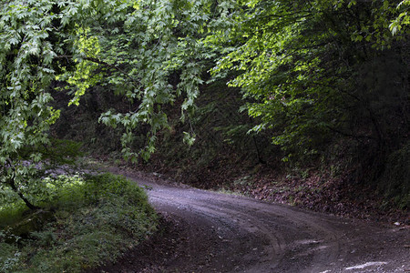 上山路山道森林背景背景图片