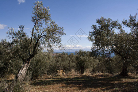 云蓝天空景橄榄树图片