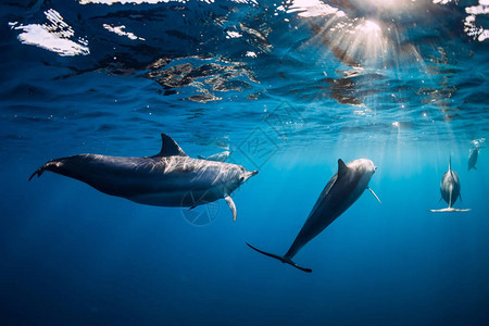 在阳光下蓝色海洋水下的旋转海豚荚图片