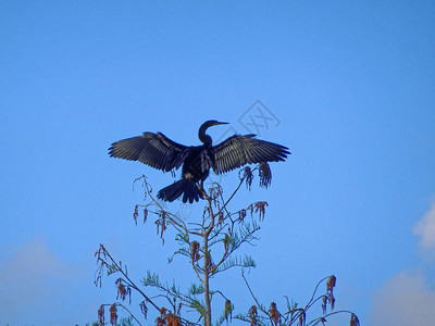 大黑鸟在岸边晒翅膀图片