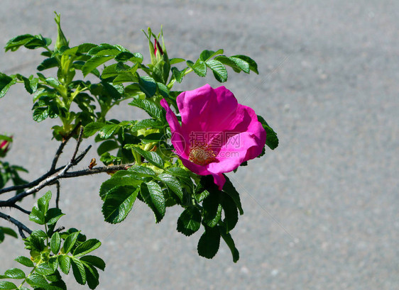 玫瑰果肉质生长枝与单粉红色花朵对沥青图片