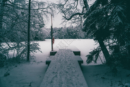 如诗画的冬季景观照片树上布满了雪图片