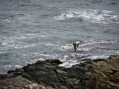 鸟儿飞过岩石在海岸图片
