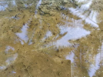 水坑表面的蝌蚪图片