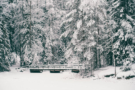 如诗画的冬季景观照片树上布满了雪图片