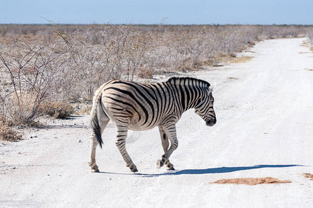 穿越纳米比亚Etosha公园的一条公路图片