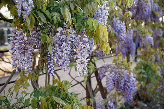 中提琴雨紫藤花紫藤和日本紫藤FloribundaMacrobotrys图片