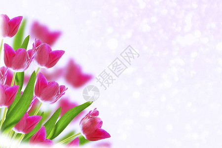 鲜艳多彩的花朵郁金香自然图片