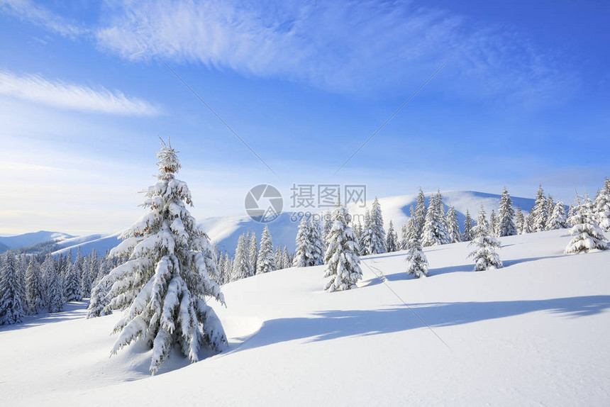 在寒冷的晴天景观冬季林地覆盖着白雪的云杉树壁纸白雪皑的背景地点喀尔巴阡山脉图片