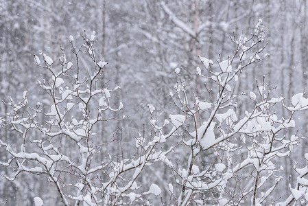 芬兰Kuukiuru度假村冬季的树枝上覆盖着大雪图片