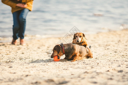 两只腊肠犬在沙滩上玩耍两只小狗在户外玩耍腊肠犬两条河里的狗两图片