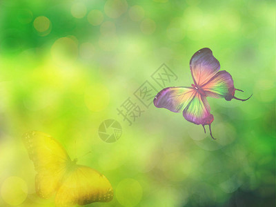 自然背景与蝴蝶图片