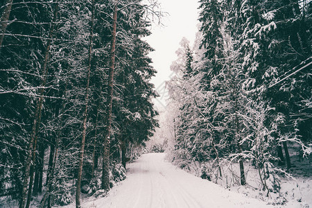 有雪的公路和树木的景象冬图片