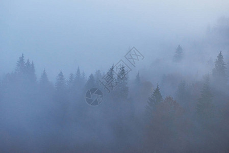 早上在山林景观中的仙女日出大雾笼罩着雄伟的松树林喀尔巴阡图片