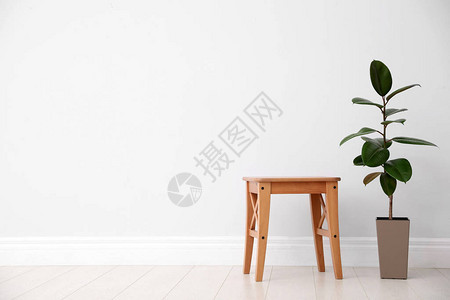 白墙附近的榕树和凳子文字空间家庭植物背景图片