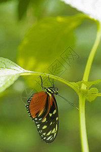 叶子上的heliconiushecale蝴蝶图片