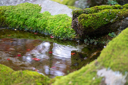 日本花园装饰强调平静和保持自然平衡禅宗概念在日本京都放松平衡图片