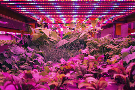 各种草药和蔬菜在特殊的LED灯带下生长在鱼菜共生系统中图片