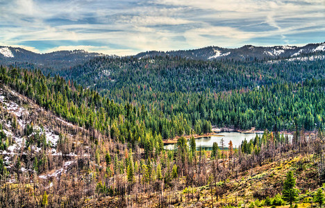 美国加利福尼亚州塞科亚森林内Hu图片