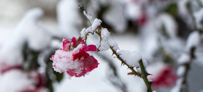 花园的冬天粉红玫瑰花瓣上的冰雪图片