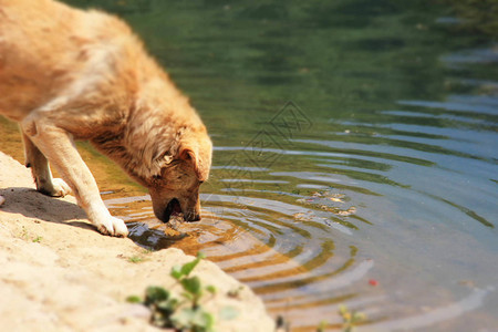 一只大姜狗从干净的湖里喝水图片