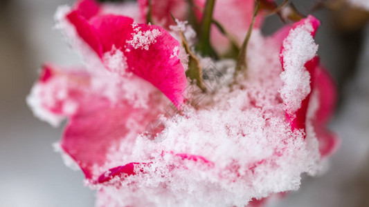 花园的冬天粉红玫瑰花瓣上的冰雪图片