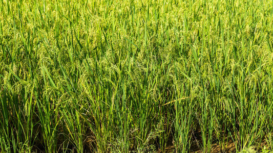 越南稻田稻田绿色稻田农村场景背图片