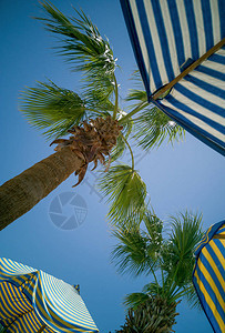 在阳光明媚的蓝天背景下棕榈叶和沙滩伞的图片