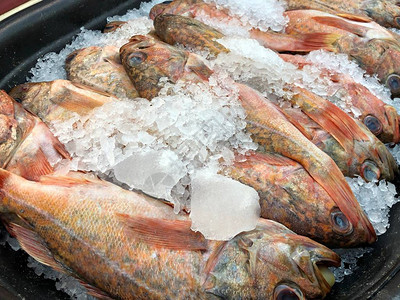 海鲜市场红鲷鱼和碎冰的特写图片